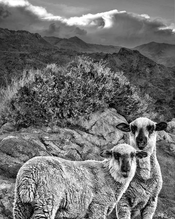 Desert Sheep Photograph by Blake Richards