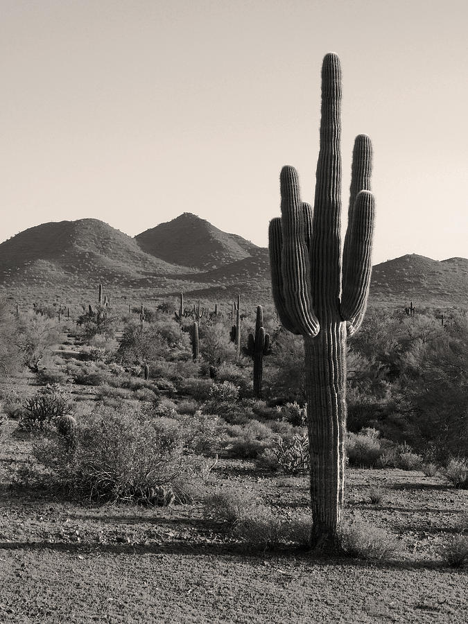 Mountain Photograph - Desert Solitude by Gordon Beck