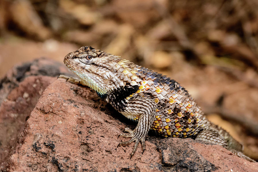 Closeup Photograph - Desert Spiny Lizard by Emily Bristor Closeup Photograph - Desert Spiny Lizard by Emily Bristor
