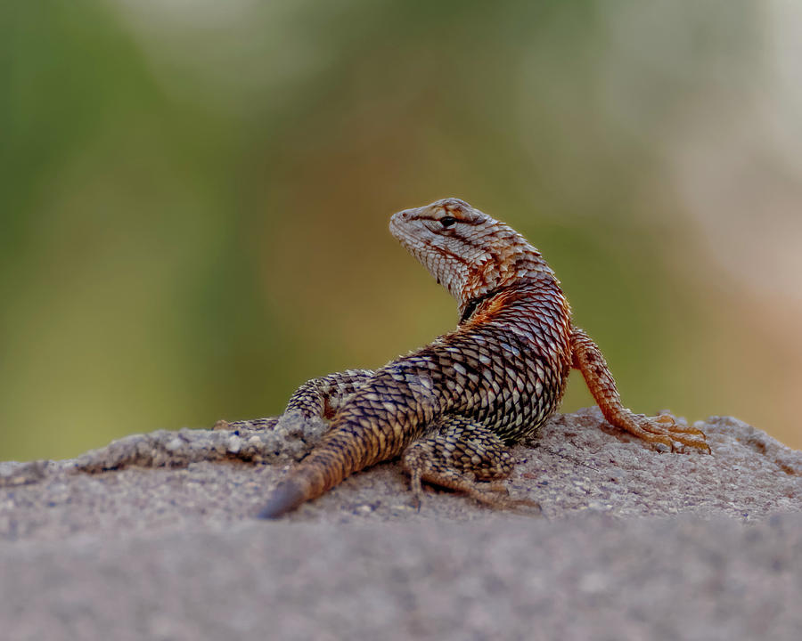 Desert Spiny Lizard h1853 Photograph by Mark Myhaver
