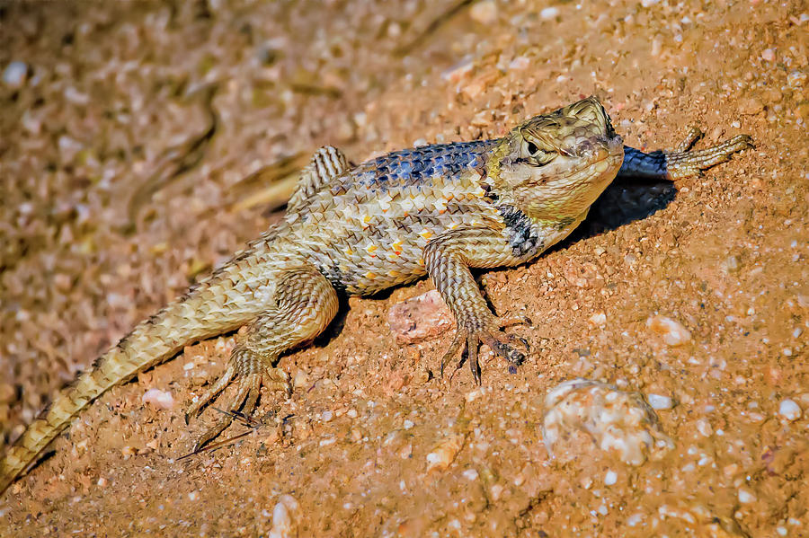 Desert Spiny Lizard H57 Photograph by Mark Myhaver