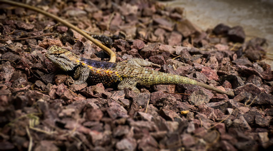 Tucson Photograph - Desert Spiny Lizard by Mark Myhaver