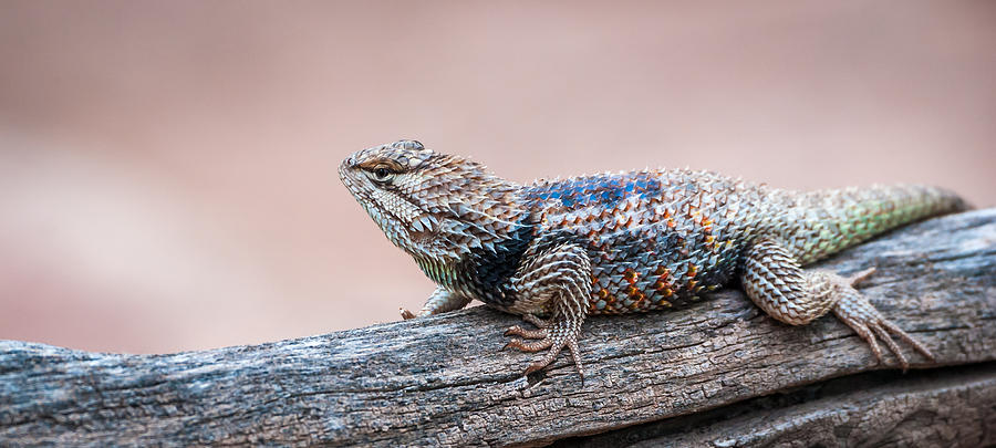 Desert Spiny Lizard Photograph by Tamera Wohlever - Pixels