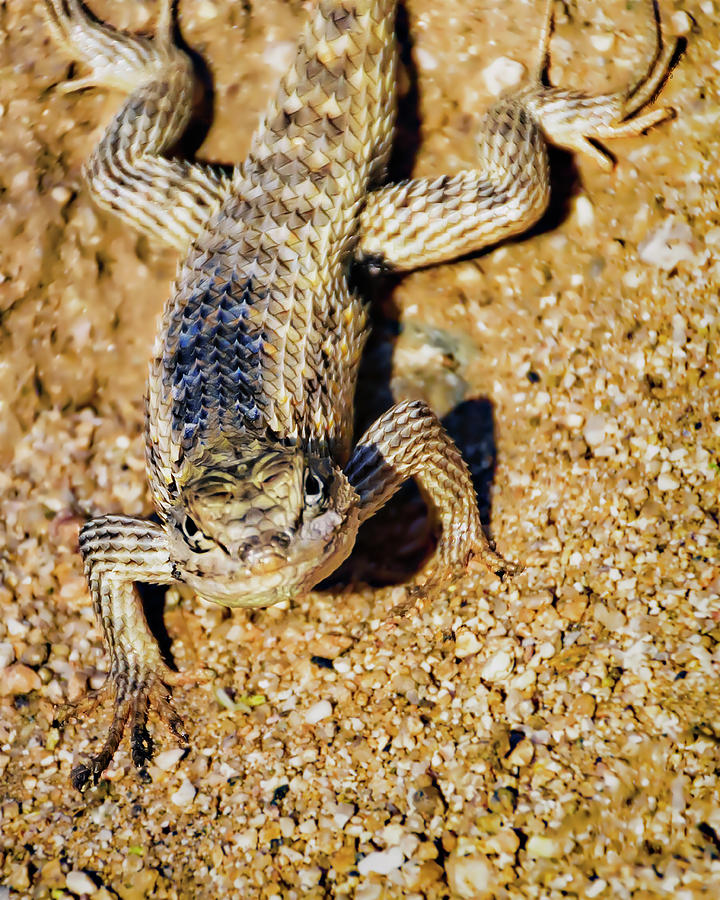 Desert Spiny Lizard V31 Photograph by Mark Myhaver