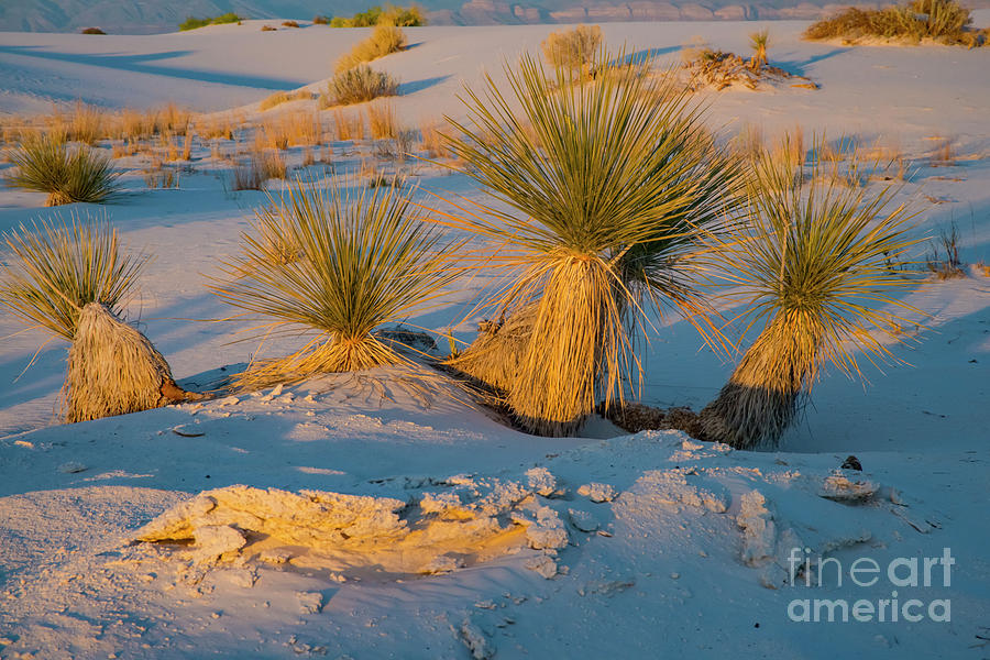 Desert Spring at Sunset Photograph by Bob Phillips