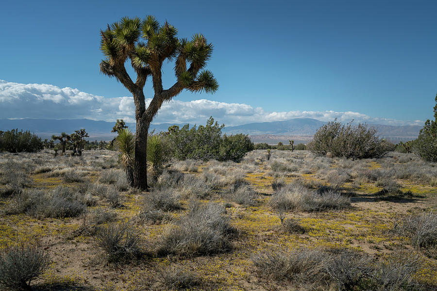 Desert Spring Blossom Photograph by Michelle Choi