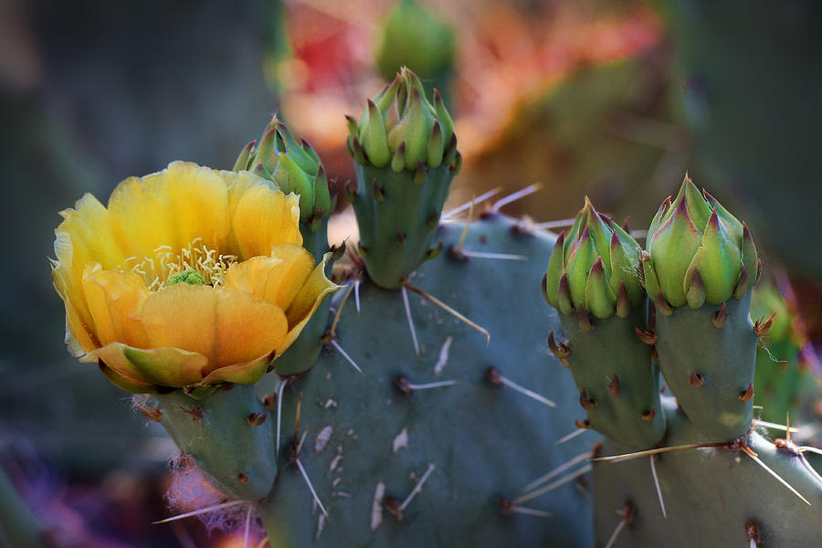 Desert Spring Photograph by Gary Yost