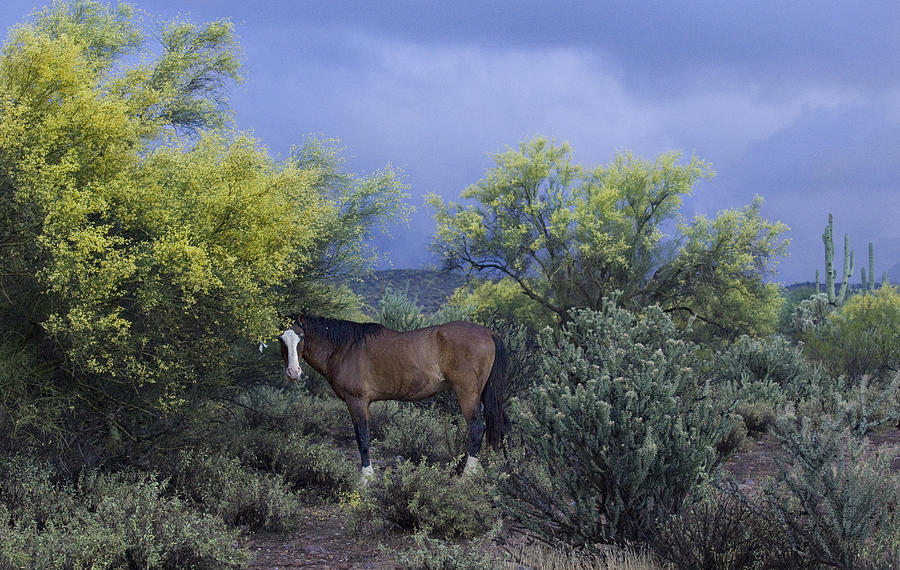 Desert Spring Storm Photograph by Sue Cullumber