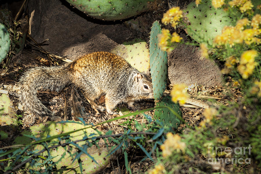 Desert Squirrel Photograph by Lawrence Burry
