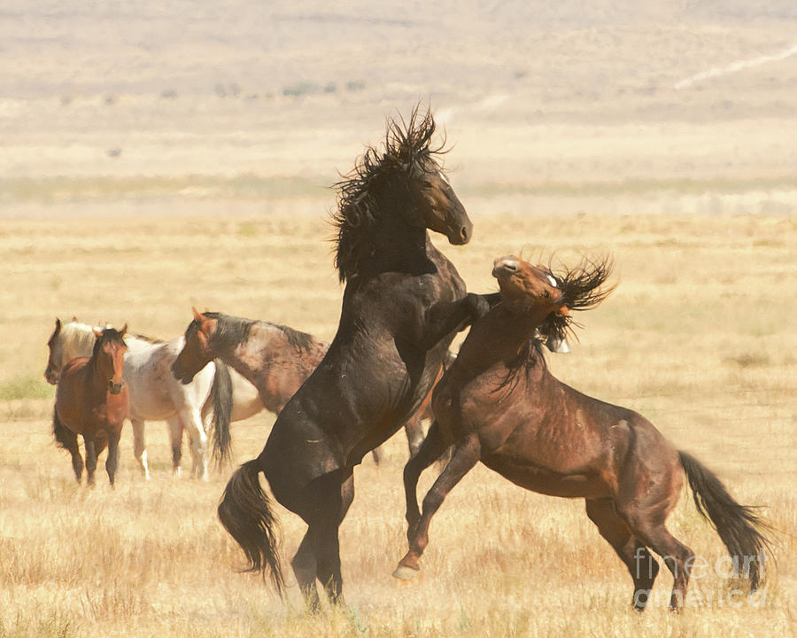 Desert Stallion Photograph by Dennis Hammer