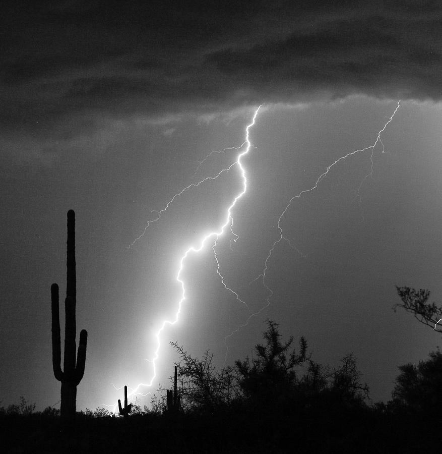 Desert Striking in Black and White Photograph by James BO Insogna