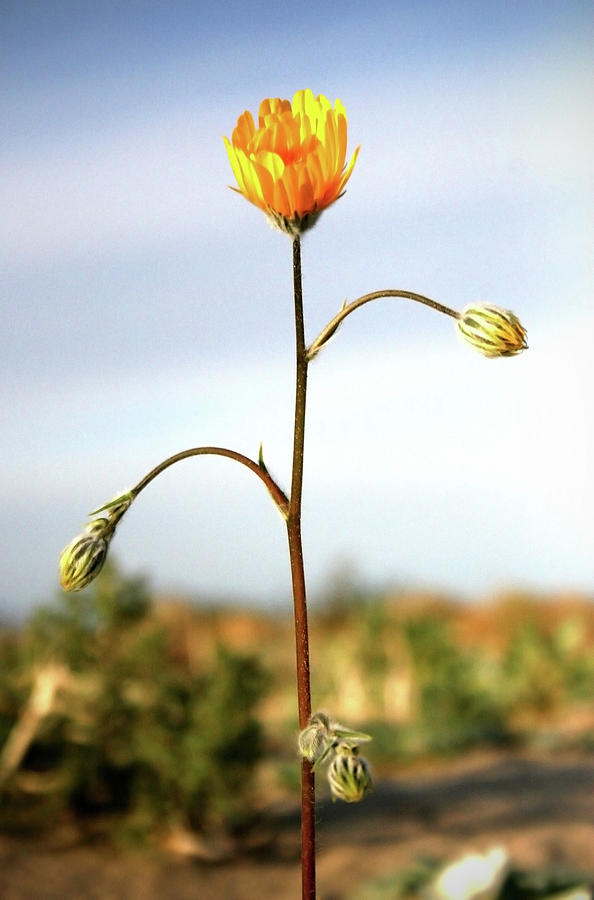 Wild Flower Photograph - Desert Sun Flower by Chris Brannen