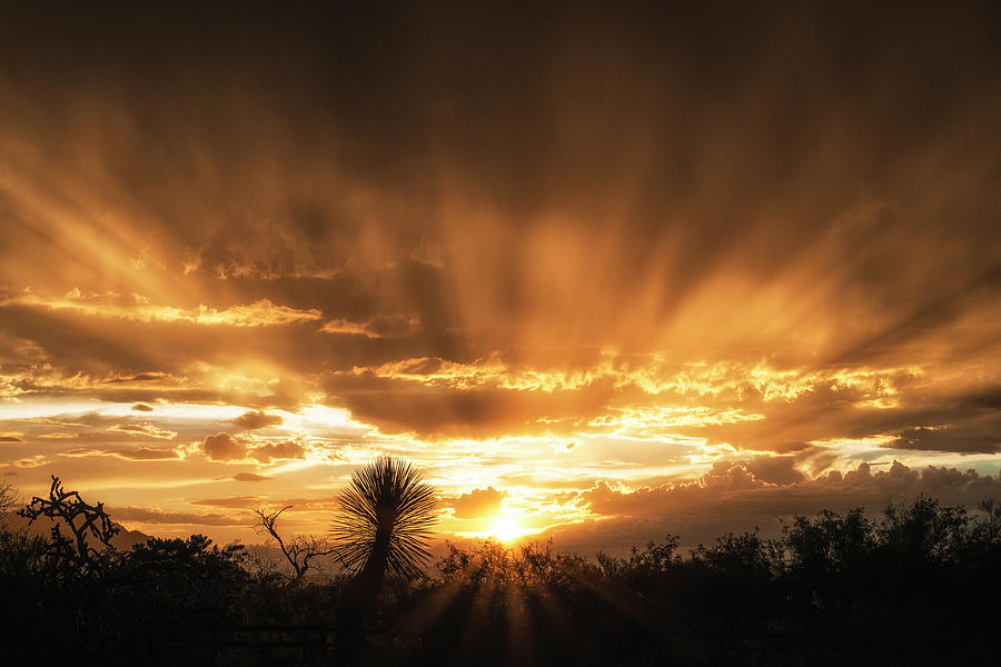 Desert Sunburst Photograph by Michael Newberry