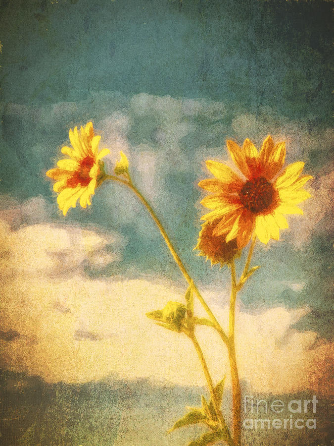 Desert Sunflower  ... Photograph by Chuck Caramella
