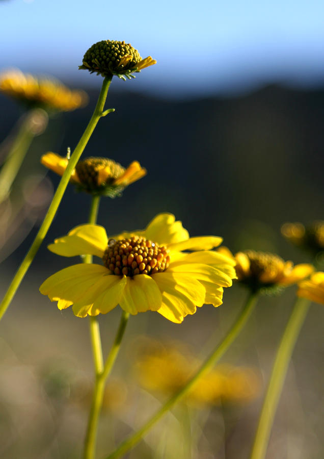 Flowers Still Life Photograph - Desert Sunflower by Chris Brannen
