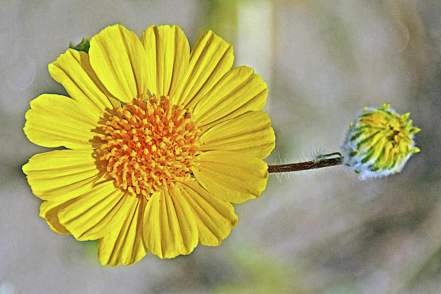 Desert Sunflower in Anza-Borrego State Park-California Photograph by Ruth Hager
