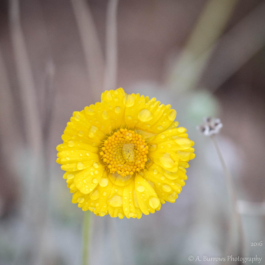 Desert Sunflower in the Rain Photograph by Aaron Burrows