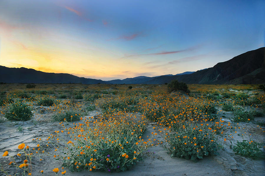 Desert Sunflower Sunset Photograph by Scott Cunningham