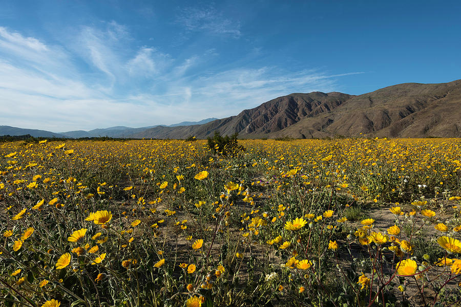 Desert Sunflower Super Bloom Photograph by Scott Cunningham