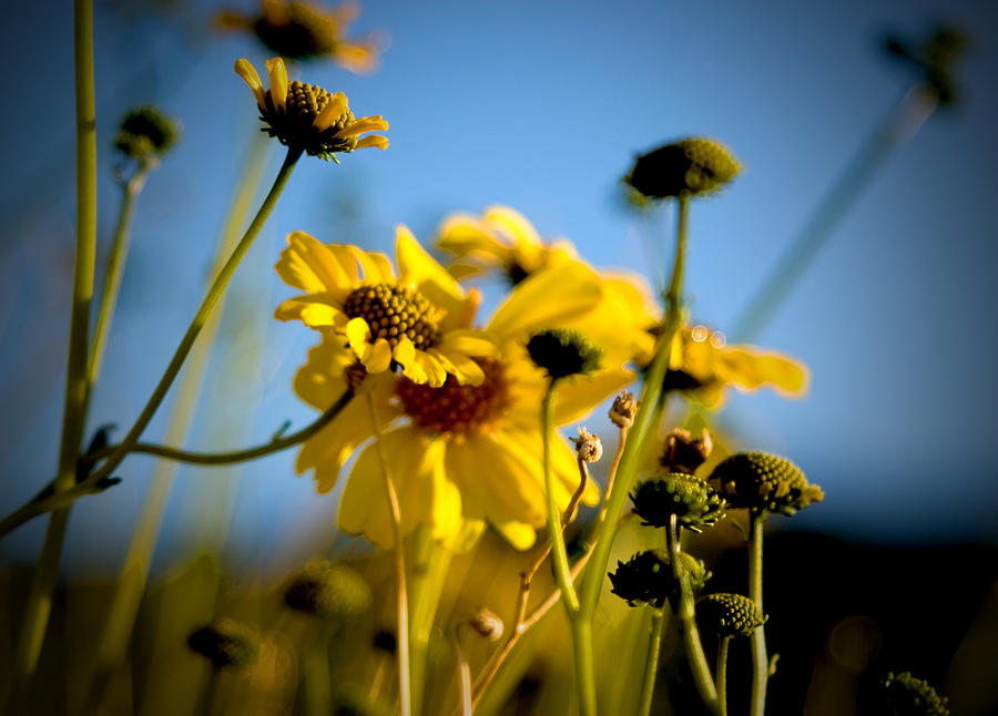 Flowers Still Life Photograph - Desert Sunflower Variations by Chris Brannen