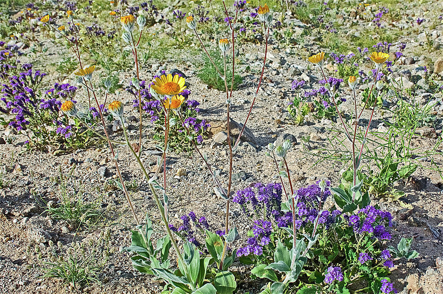 Desert Sunflowers and Notch-leaved Phacelia in Anza-Borrego State Park-California Photograph by Ruth Hager