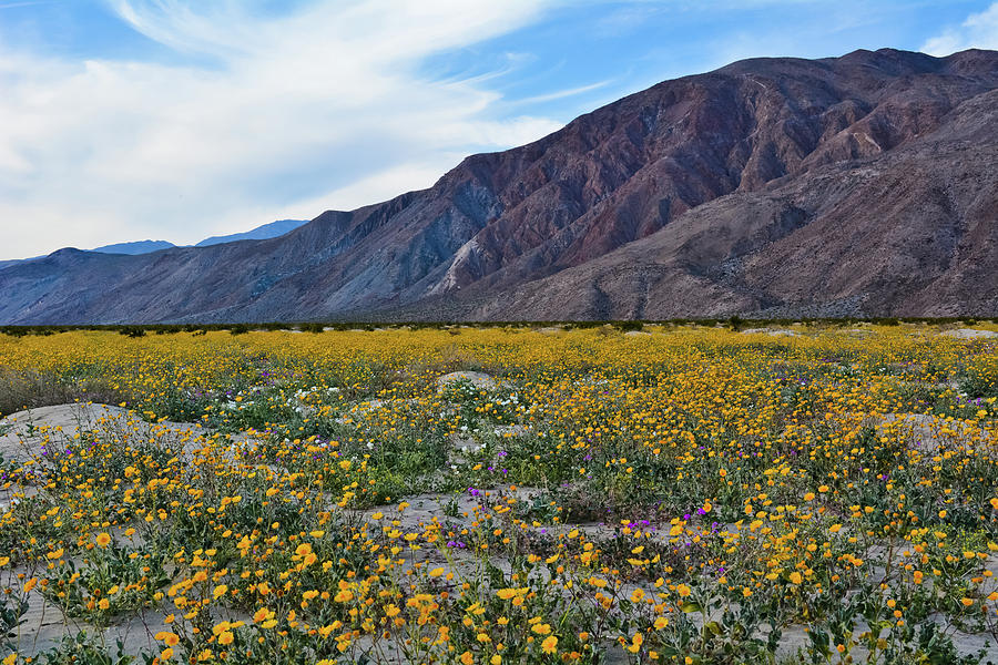 Desert Sunflowers Anza Borrego Photograph by Kyle Hanson