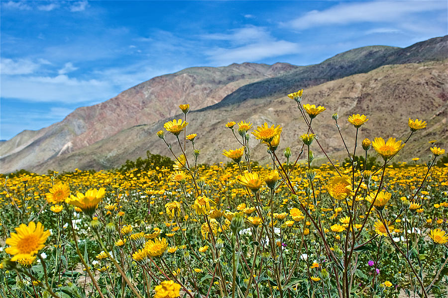 Desert Sunflowers in Anza-Borrego State Park-California Photograph by Ruth Hager