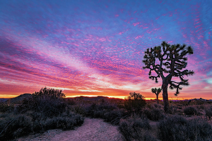 Desert Sunrise at Joshua Tree Photograph by John Hight