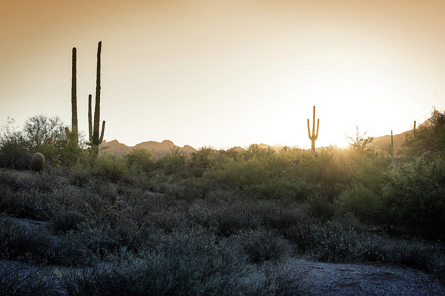 Desert Sunrise Photograph by Bud Simpson