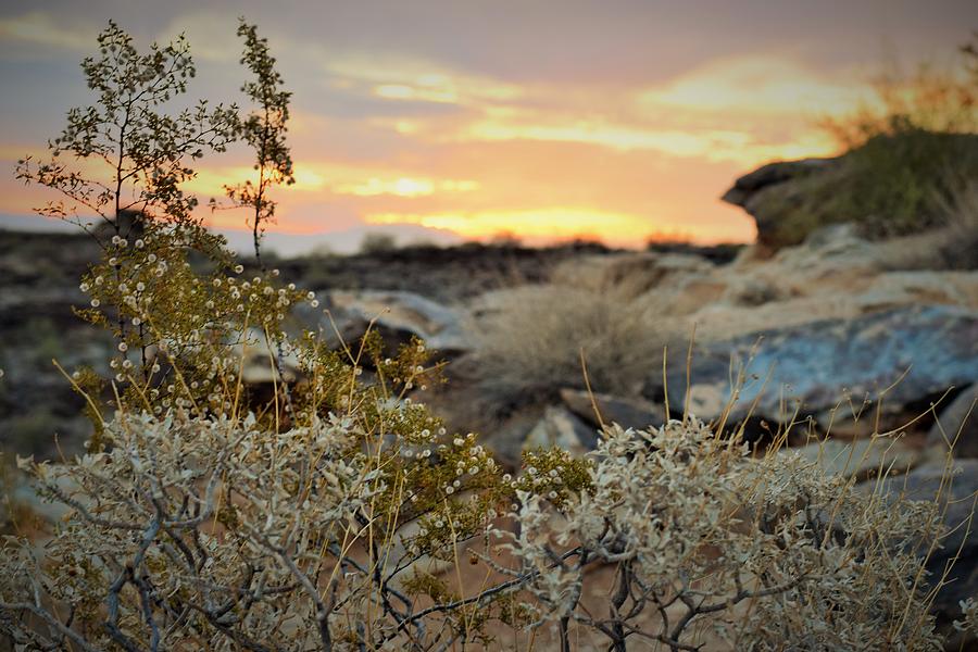 Desert Sunrise in Arizona Photograph by Mark Mitchell
