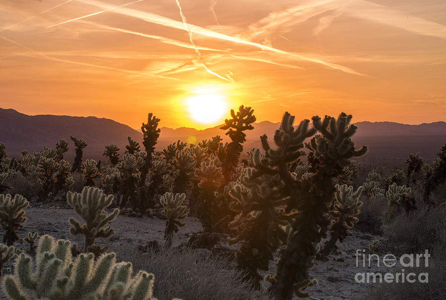 Desert Sunrise Photograph by Juli Scalzi