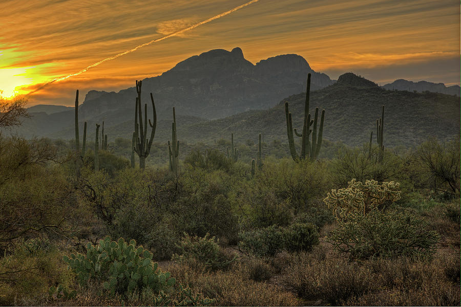 Desert Sunrise Photograph by Sue Cullumber