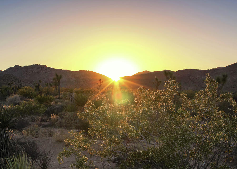 Desert Sunset Photograph by Alison Frank