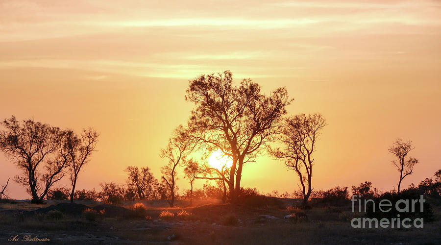 Desert sunset Photograph by Arik Baltinester