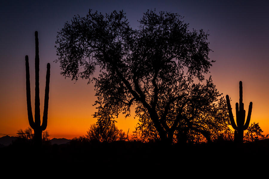 Desert Sunset Photograph by David Barile