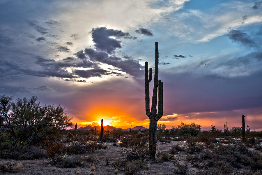 Desert Sunset Journey Photograph by Cathy Franklin | Fine Art America