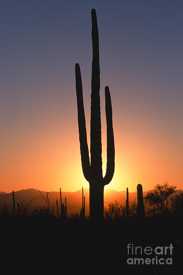 Sunset Photograph - Desert Sunset by Sandra Bronstein
