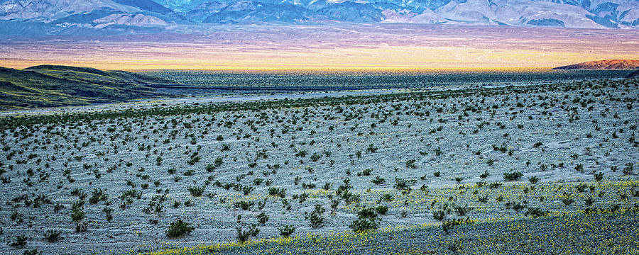 Desert Super Bloom 2016 Photograph