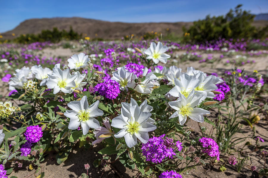 Desert Super Bloom 2017 Photograph by Peter Tellone