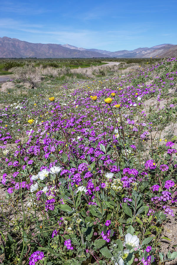 Desert Super Bloom Photograph by Peter Tellone