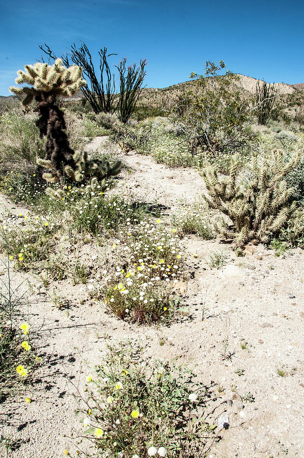 Desert Super Walkabout Photograph by Daniel Hebard