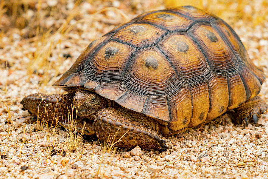 Desert Tortoise Photograph by Anthony Citro