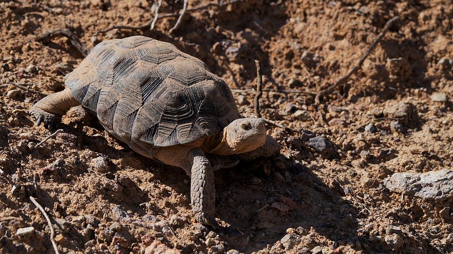 Desert Tortoise Photograph by Dennis Boyd - Fine Art America