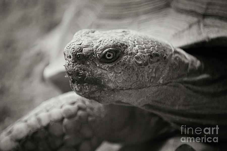 Desert Tortoise Photograph by Lori Greco - Fine Art America