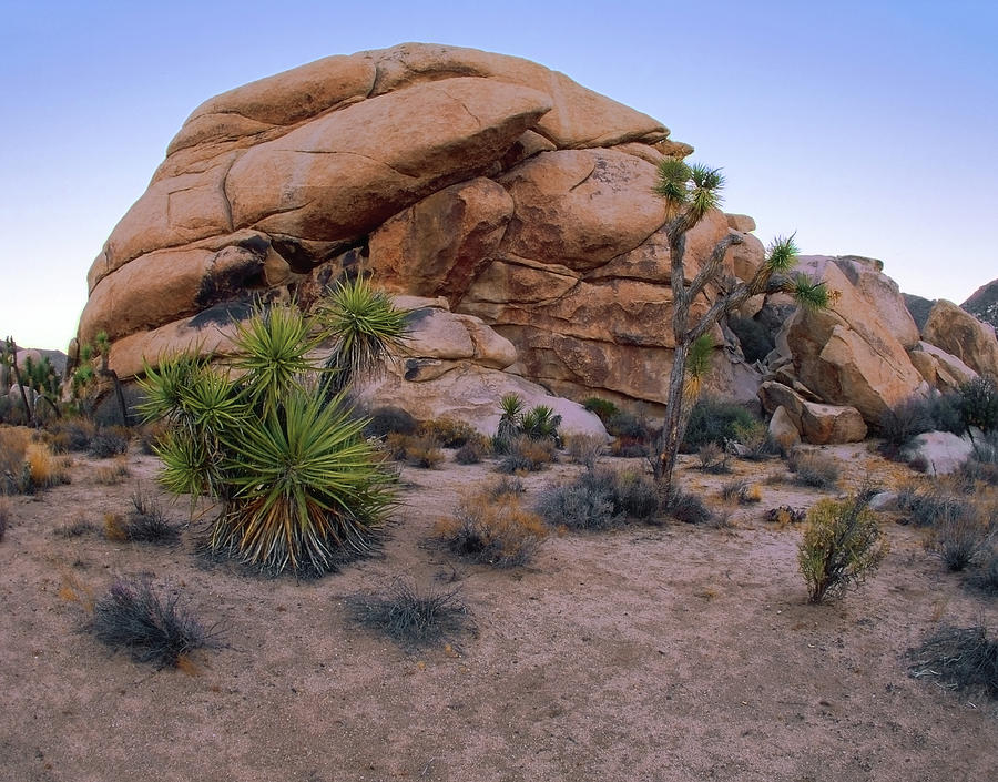 Desert Tortoise Rock Formation Photograph by Paul Breitkreuz