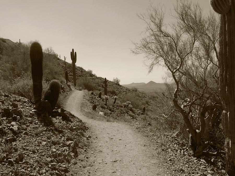 Scottsdale Photograph - Desert Trail by Gordon Beck