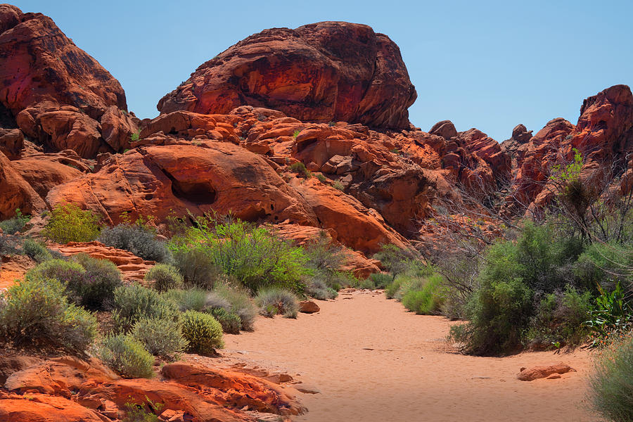 Desert Trail Valley of Fire Photograph by Frank Wilson