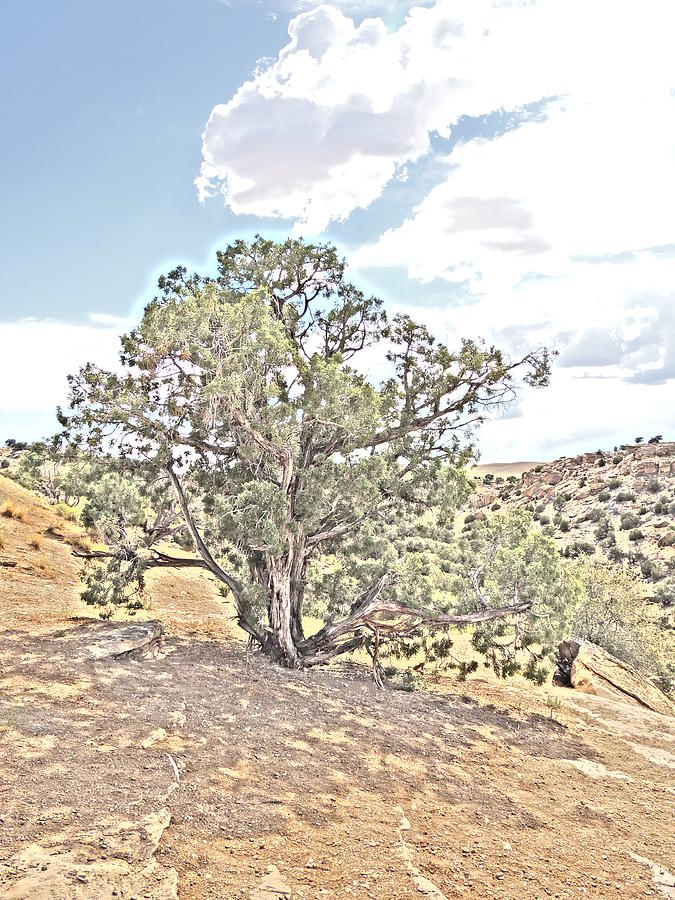 Desert Tree 2 Photograph by Andrew Chambers