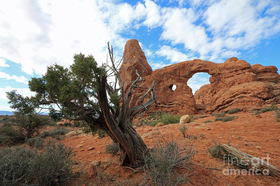 Desert Tree and Arches I Photograph by Mary Haber