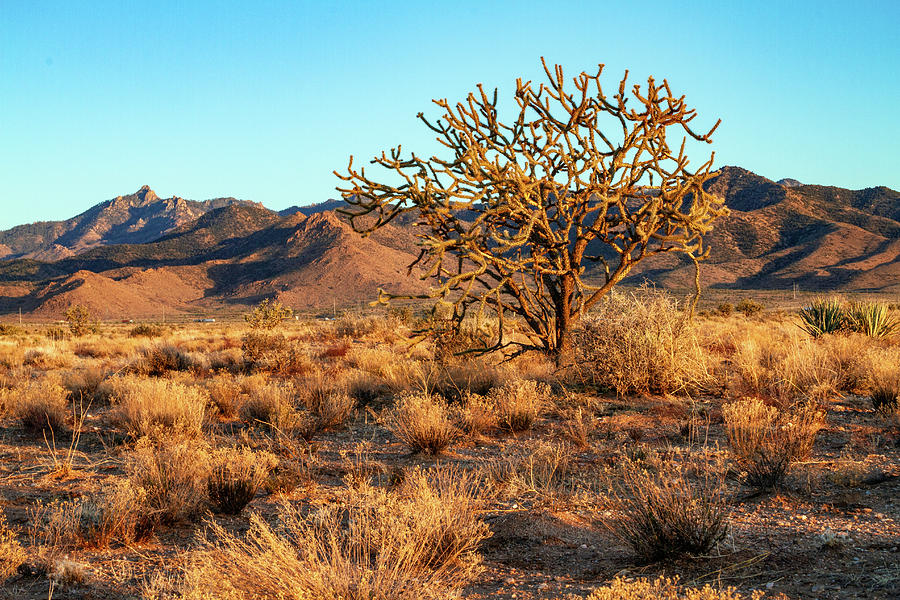 Desert Tree and Hualapai Mountains Photograph by Bonnie Follett